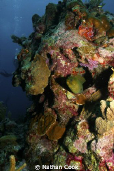 Green Moray by Nathan Cook 